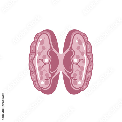 Flat vector illustration of human thymus gland on a white background