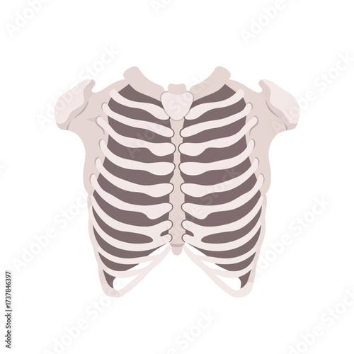 Anatomical illustration featuring the Human ribcage bones structure