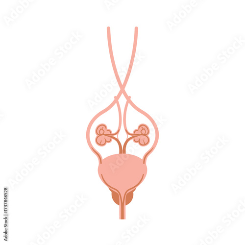 Stylized vector illustration depicting the human male reproductive system anatomy