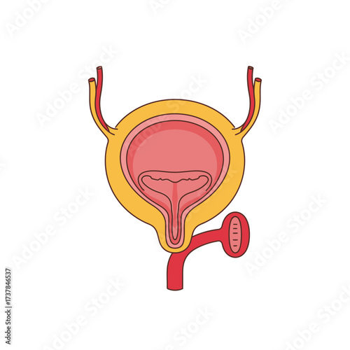 Simplified flat vector illustration of the human urinary bladder anatomy