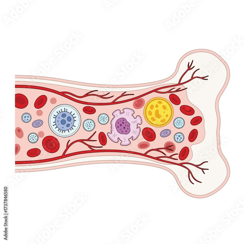 Flat vector illustration showcasing human bone marrow composition on white