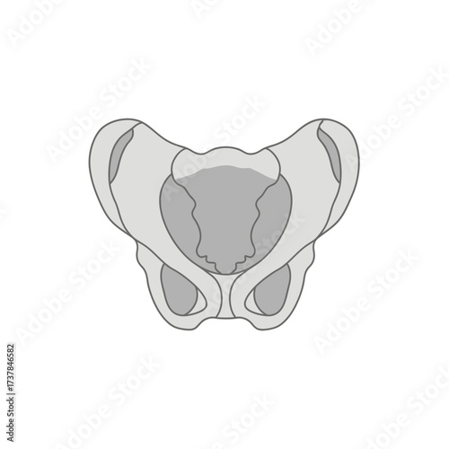 Flat Vector Illustration of Human Pelvis Bone Structure Anatomy