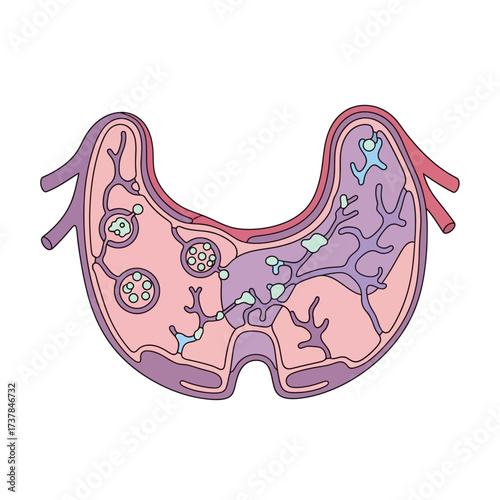 Simplified vector illustration of a human lymph node cross-section anatomy