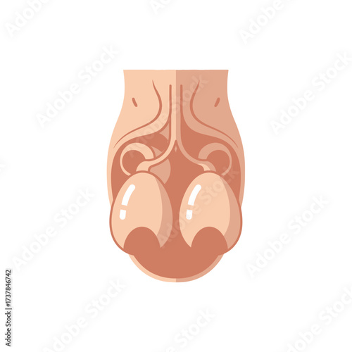 Anatomical illustration of the male reproductive system with stylized testicles