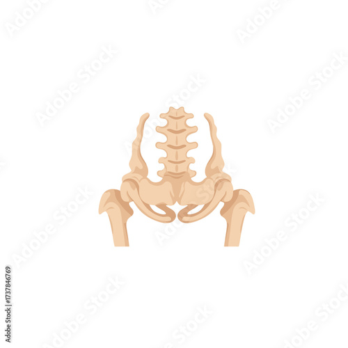 Detailed vector illustration showcasing human coccyx anatomy with precision