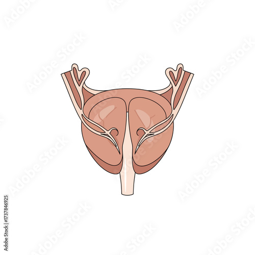 Detailed anatomical illustration showcasing the human prostate gland isolated