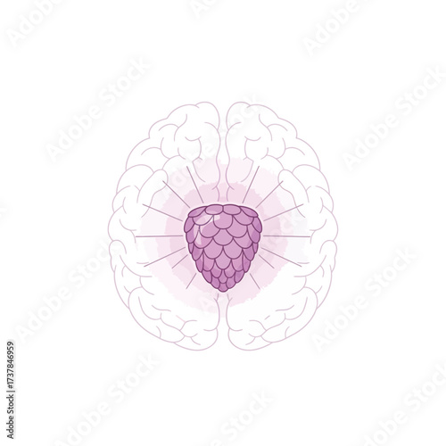 Stylized Human Brain Illustration with Focused Pineal Gland Highlight