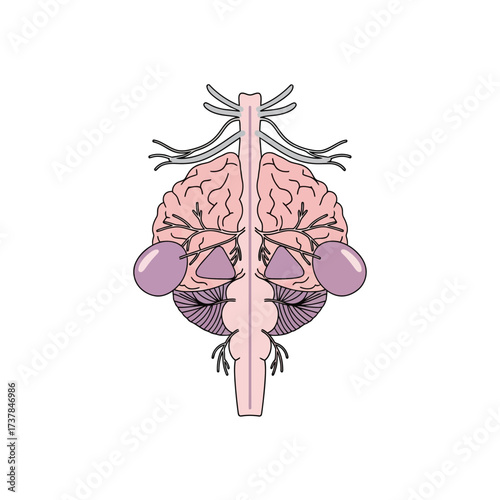 Anatomical illustration showcasing the human brainstem structures precisely