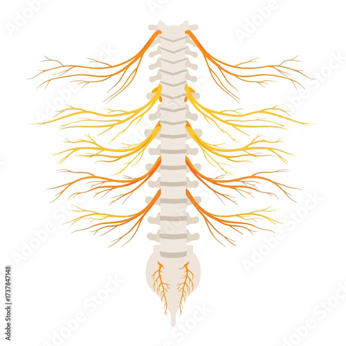 Spinal column and nerves in flat vector illustration on white background