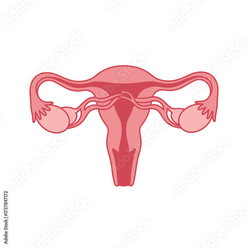 Detailed flat vector illustration of human ovaries on white backdrop