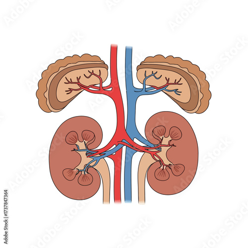 Detailed flat vector illustration displaying Human Adrenal glands anatomy