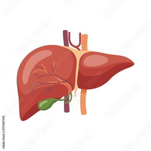 Stylized liver illustration displaying a simplified organ structure