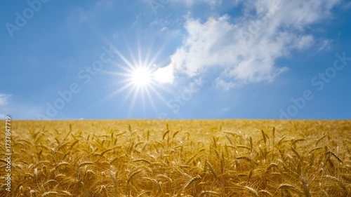  golden wheat field in light of sparkle sun, summer agricultural time lapse scene