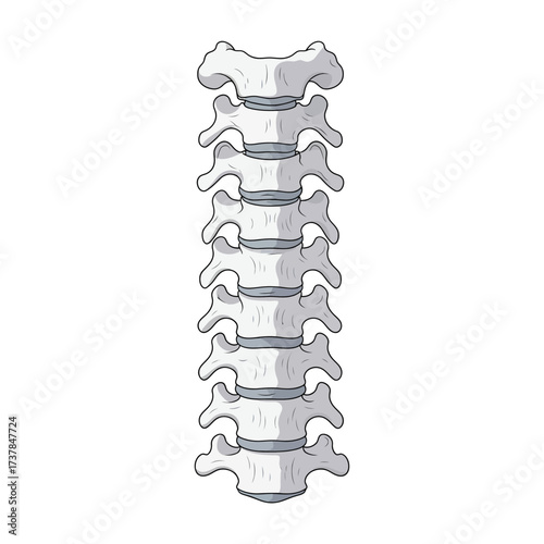 Detailed anatomical illustration showcasing human cervical vertebrae on a plain white background