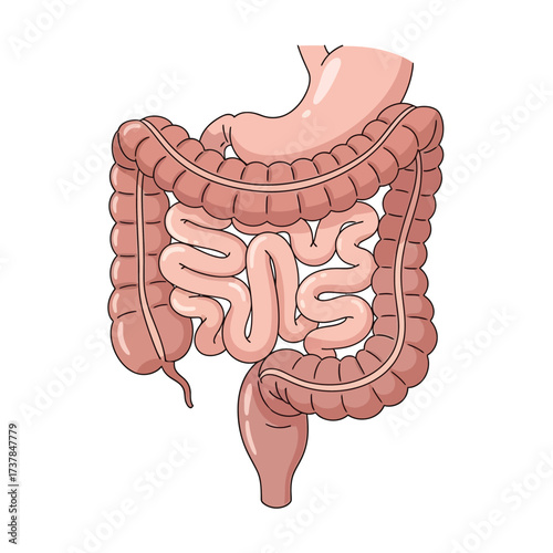 Anatomical Illustration of the Human Digestive System with Small Intestine