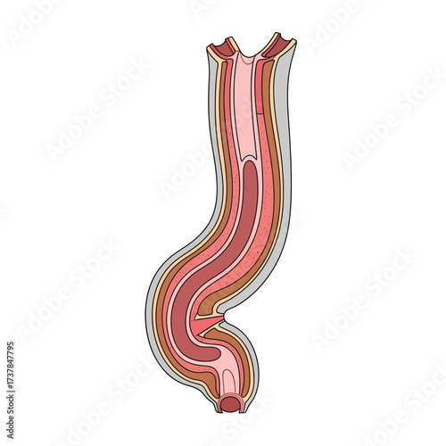 Stylized anatomical illustration depicting the human esophagus structure