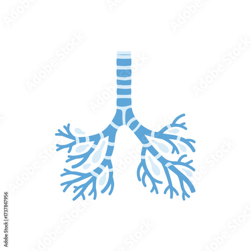 Stylized flat vector illustration of human bronchioles on a white background