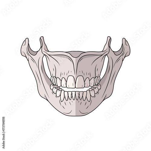 Human Maxilla Vector Illustration: Anatomical Dental Structure on White