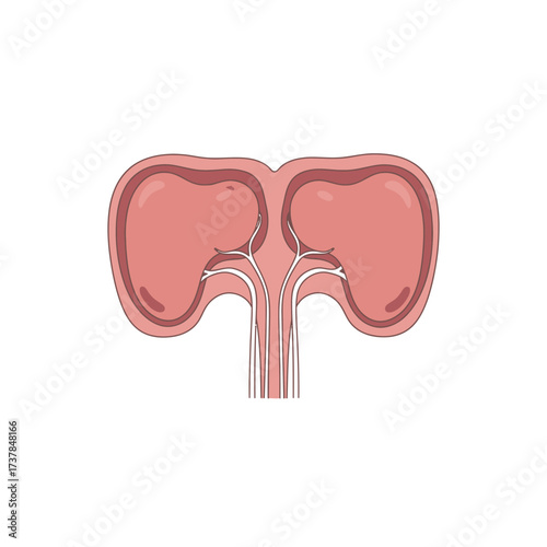 Human Submandibular Salivary Glands Anatomical Flat Vector Illustration