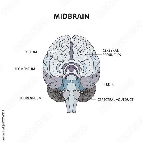 Detailed flat vector illustration showcasing the human midbrain anatomy
