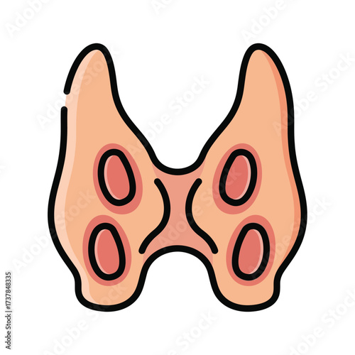 Stylized anatomical illustration of human parathyroid glands on white backdrop
