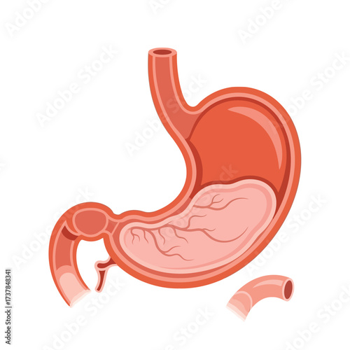 Detailed flat vector illustration of the Human Stomach on a clean background
