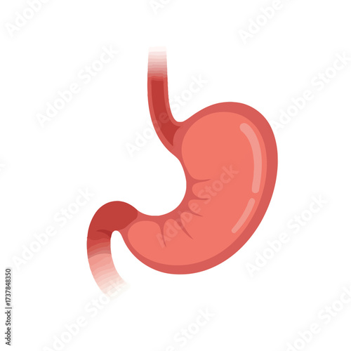 Human Stomach Anatomy Vector Illustration for Educational Purposes