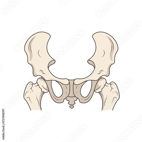 Detailed Flat Vector Illustration Displaying Human Ischium on White Background