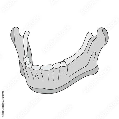Detailed flat vector illustration of human mandible bone anatomy