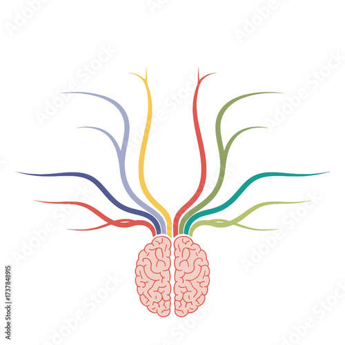 Colorful cranial nerves vector illustration representing brain functions
