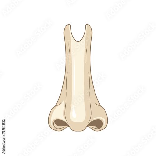 Detailed flat vector illustration showcasing the Human Nasal bones anatomy