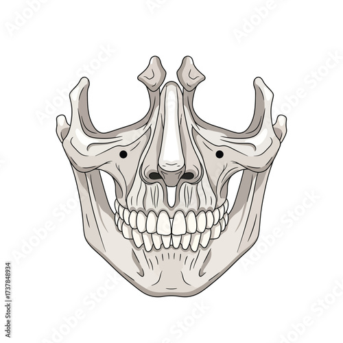 Detailed flat vector illustration displaying human facial bone anatomy