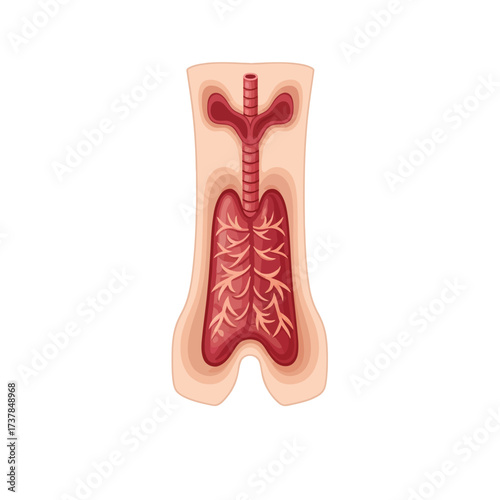 Human respiratory system illustration featuring lungs trachea and bronchi