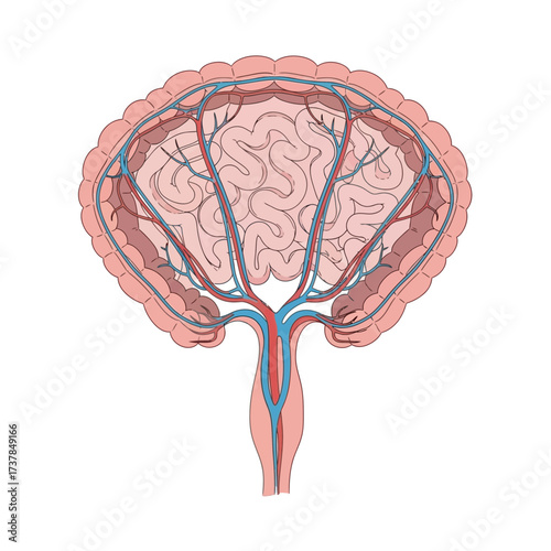 Detailed illustration of the human mesentery showcasing its structure