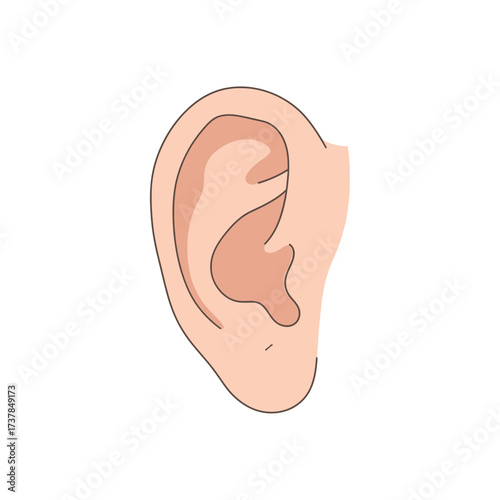 Human Ear Detailed Anatomy Vector Illustration on Clean White Backdrop