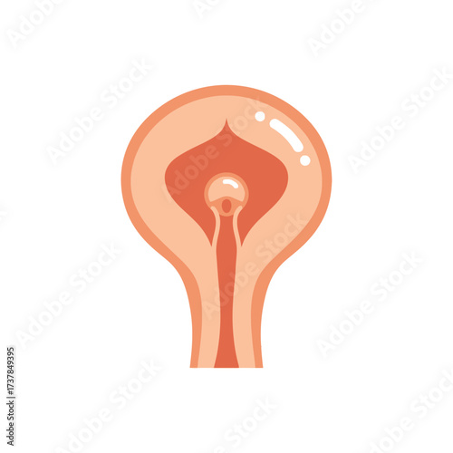Human Cervix detailed anatomical flat vector illustration on white backdrop