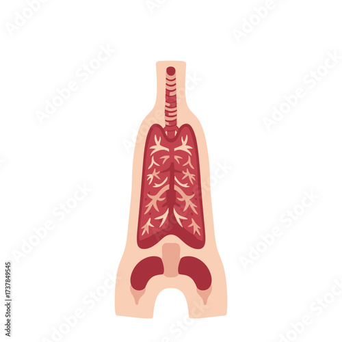 Flat vector illustration showcasing a healthy human trachea and lungs