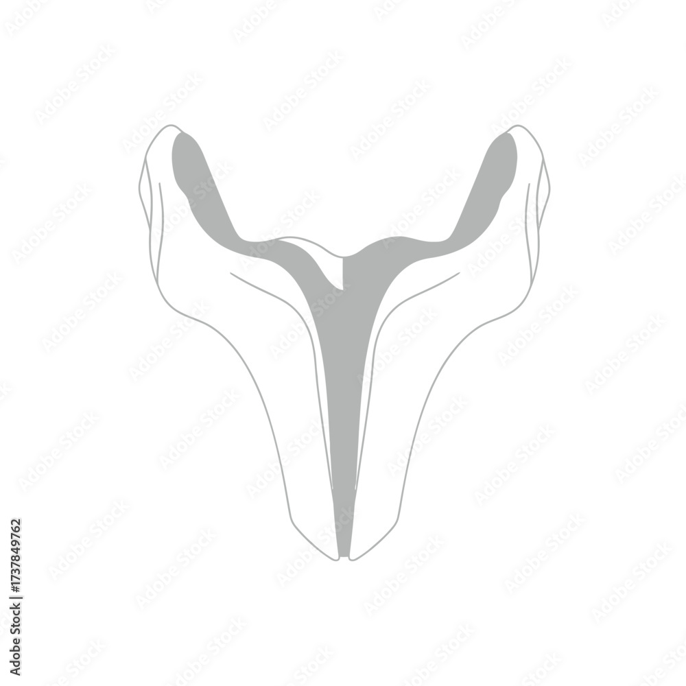 Obraz premium Detailed flat vector illustration of a Human Vomer isolated anatomy