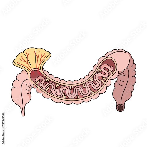 Detailed Vector Illustration of the Human Ileum Anatomy for Educational Use