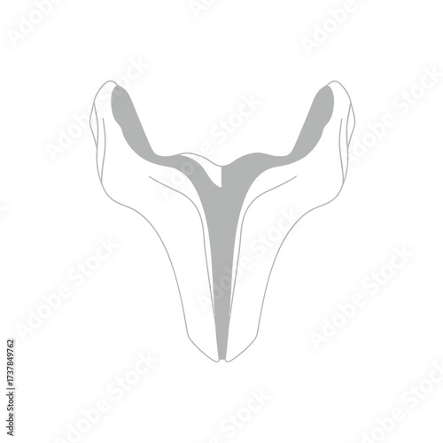 Detailed flat vector illustration of a Human Vomer isolated anatomy
