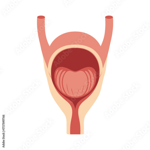 Flat vector depiction of the human pharynx anatomy, isolated on white