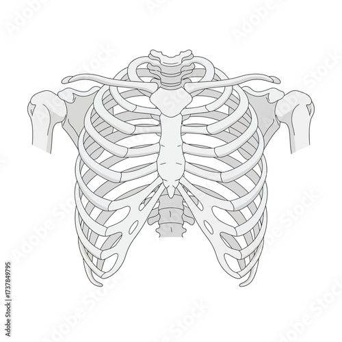 Human ribs skeletal chest vector illustration on a white background