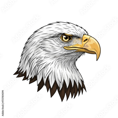 Detailed illustration of a bald eagle head isolated on white background