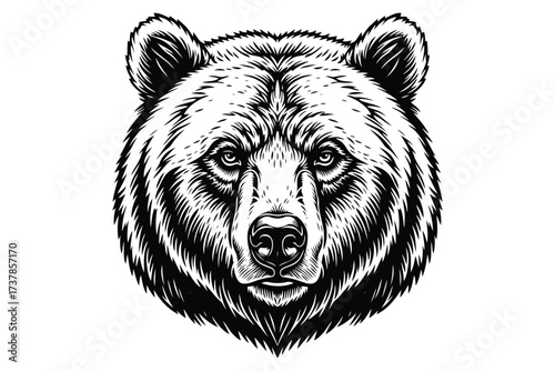 Vector art of detailed engraving of a bears head with a powerful gaze, showcasing intricate linework and texture, , perfect for wildlife illustrations