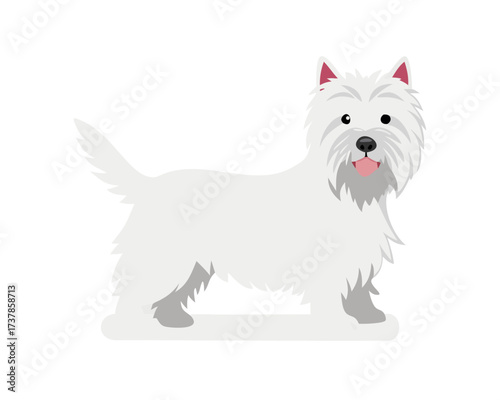 The west highland terrier dog in front of white studio background