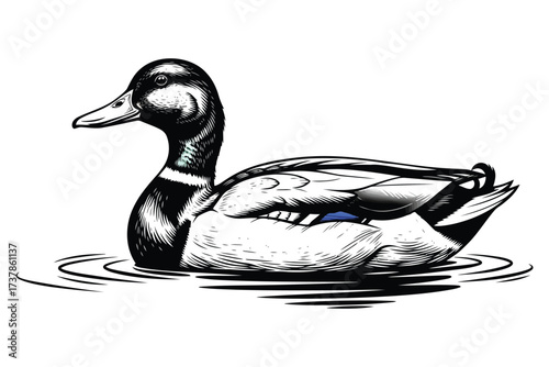 Valokuva Vector art of a detailed illustration of a mallard duck swimming in water, the d
