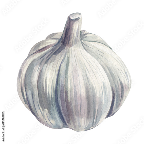 Garlic bulb watercolor painting vegetable illustration organic aromatic cooking ingredient food art isolated on white background