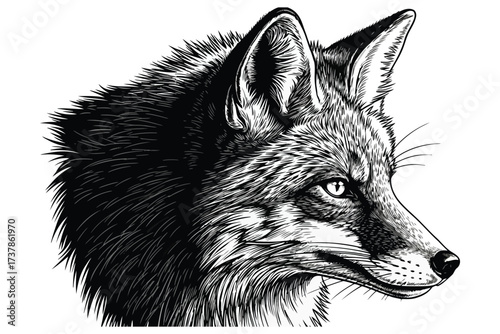 Vector art of detailed illustration of a red fox head, capturing its cunning and beauty, ideal for wildlife or naturethemed designs