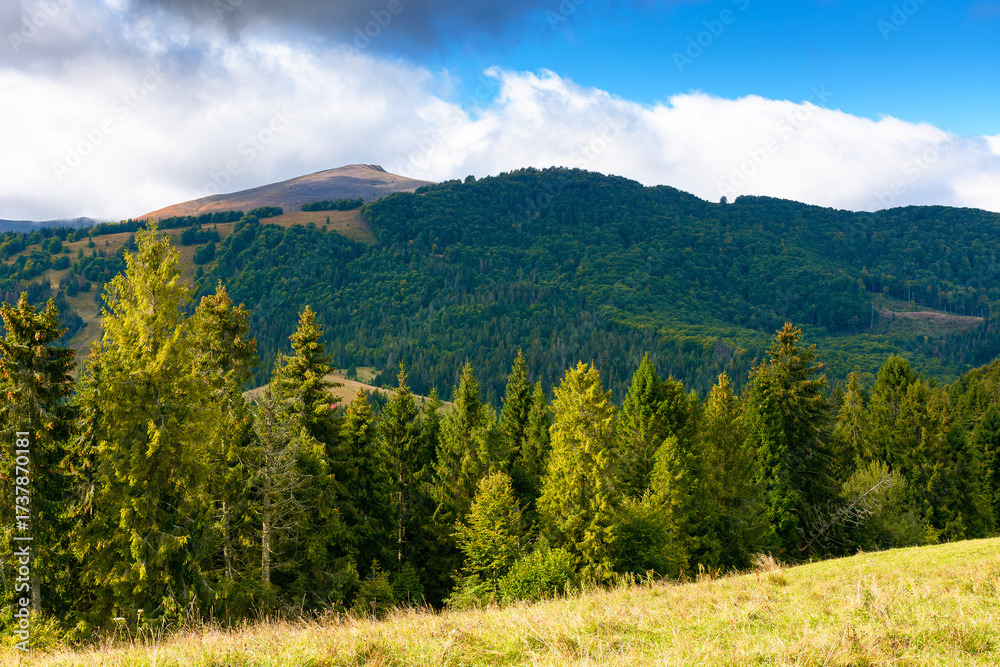 Fototapeta premium fir trees on meadow and hillside with conifer forest under the blue sky with clouds. mountainous countryside landscape of ukraine in early autumn