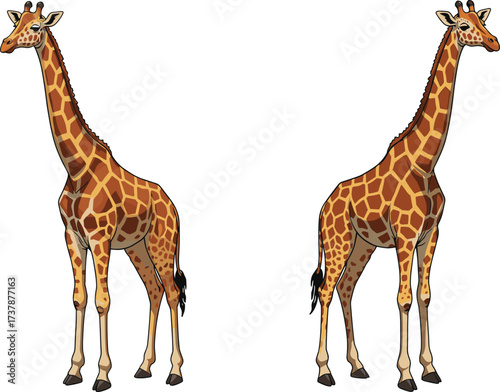Two cartoon giraffes, standing upright, spotted pattern, long necks, white background, animal illustration, cute wildlife, giraffe art, playful pose, identical style